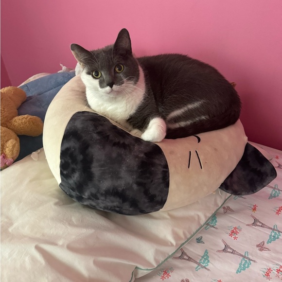 Meet your Posher, Harper - Picture 3 of 14